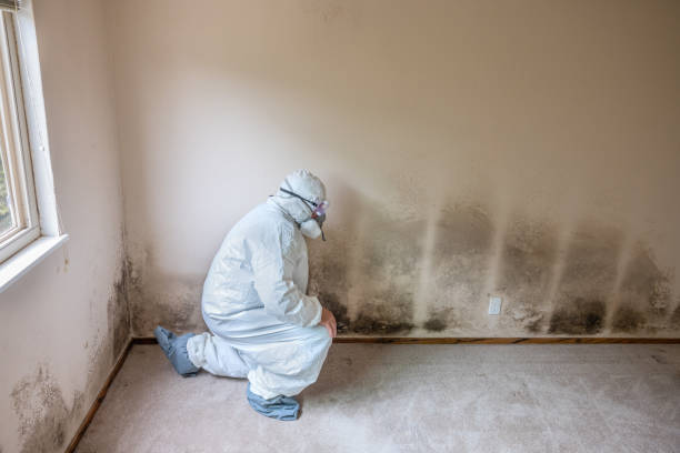 Attic Mold Removal in Bloomfield, NM