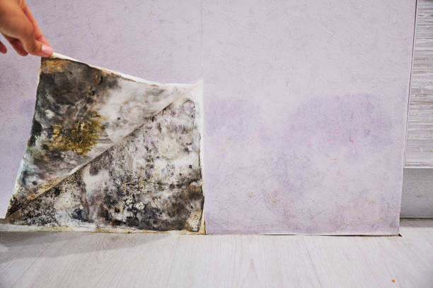 Best Mold Remediation  in Bloomfield, NM